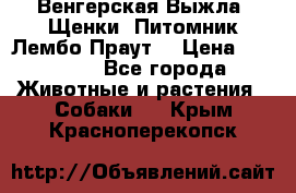 Венгерская Выжла. Щенки. Питомник Лембо Праут. › Цена ­ 35 000 - Все города Животные и растения » Собаки   . Крым,Красноперекопск